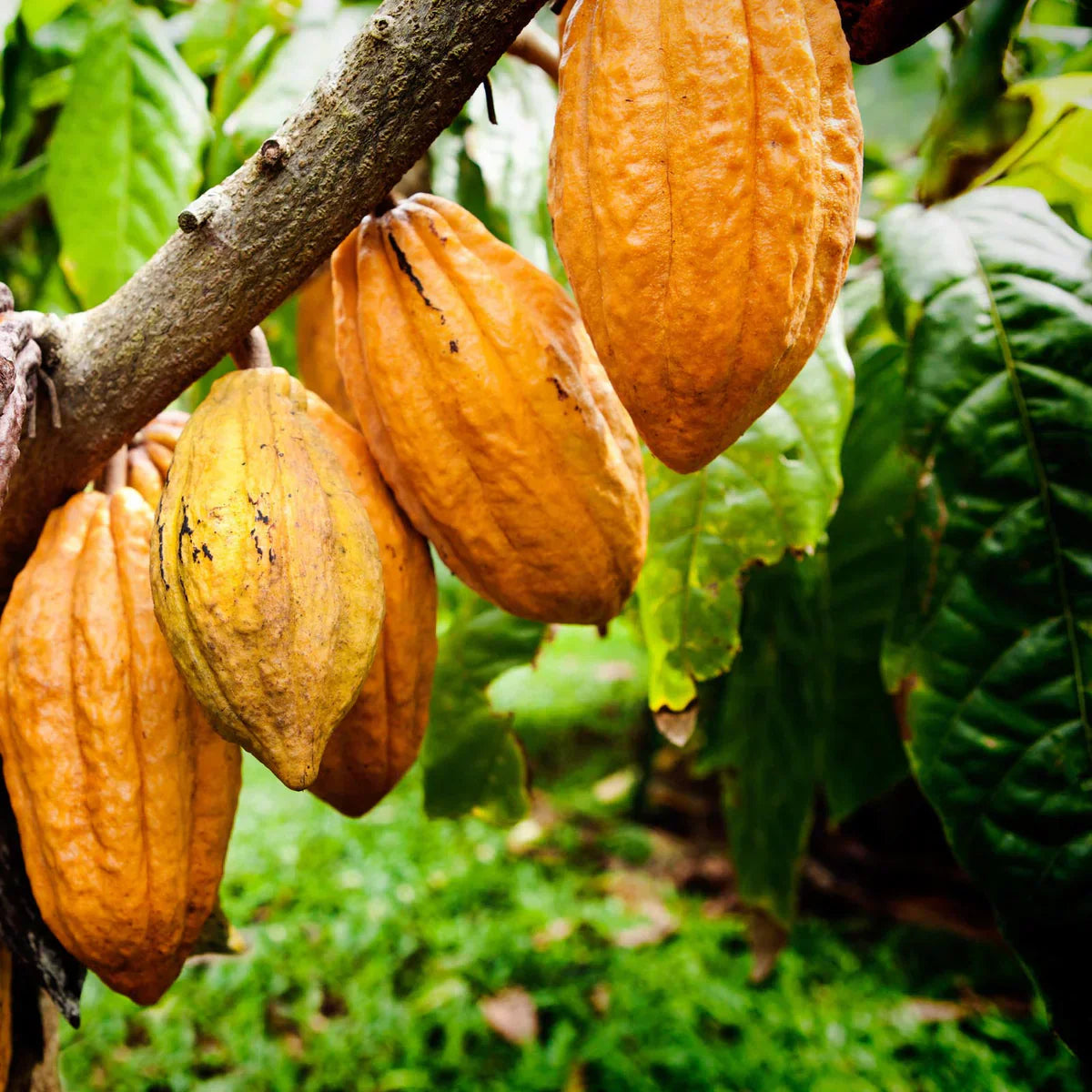 We Could Buy Our Chocolate. We Make It Instead.